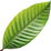 Cocoa leaf