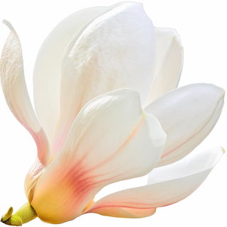 weiße Magnolie