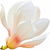 japanische Magnolie