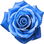blaue Rose