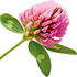 Red clover
