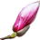 Magnolienknospe