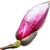 Magnolienknospe