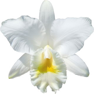 weiße Cattleyaorchidee