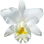 White cattleya orchid