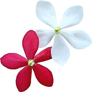 Rangoon creeper