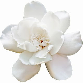Jasmine rose