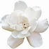 Jasmine rose