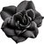 Black gardenia