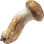 Matsutake