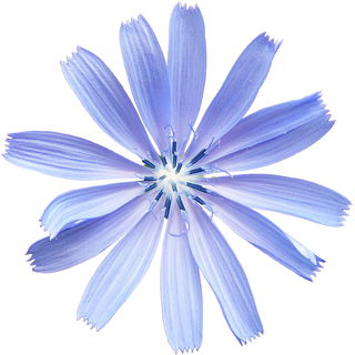 Chicory
