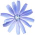 Chicory
