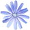 Chicory