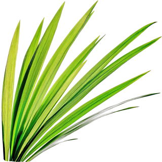 verbranntes Gras