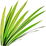 Grass