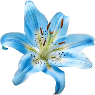blaue Tigerlilie