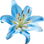 Blue tiger lily