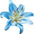 blaue Tigerlilie