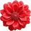 Tahitian blossoms