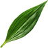 Lilienblatt