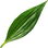 Lily leaf