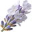 White lavender