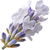 weißer Lavendel