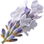 White lavender