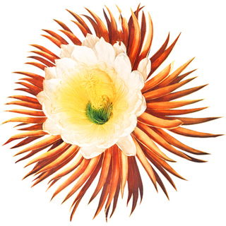 Night-blooming cereus