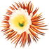 Night-blooming cereus