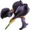 schwarze Iris