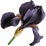 schwarze Iris