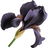 schwarze Iris