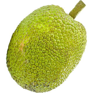 Breadfruit