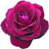 Intrigue rose