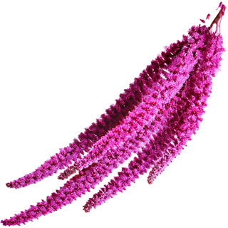 Love-lies-bleeding