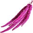 Love-lies-bleeding