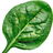 Spinach