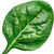 Spinach