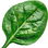 Spinach