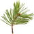 Swiss stone pine