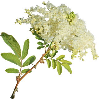 Filipendula