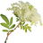 Meadowsweet