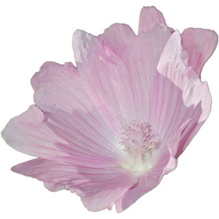 Malva alcea