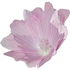 Malva alcea