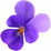 Sweet violet