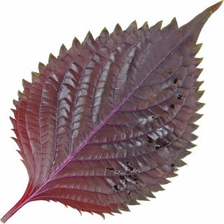 Roter Shiso