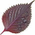 Roter Shiso