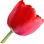 Red tulip