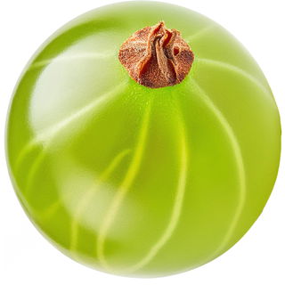 Green currant